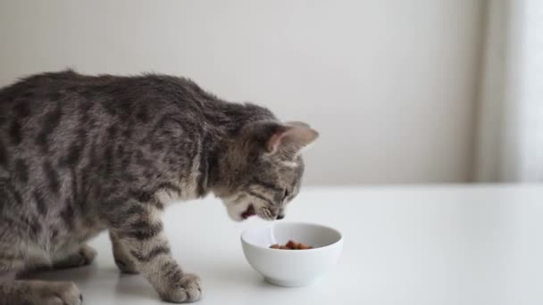 Słodki mały szary kotek jedzący jedzenie z miski. Ludzka ręka kładzie na stole białą miskę suchego jedzenia. — Wideo stockowe