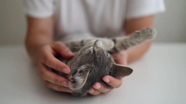 Woman petting cute tabby cat at home. Lovely pet — Video