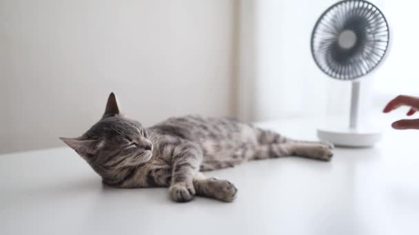 졸린 귀여운 새끼 고양이가 흰 탁자에 누워 선풍기 가까이에서 휴식을 취한다. 한 여자 손 이 휴대용 냉각 전기 팬 을 돌린다. 여름 개념 — 비디오
