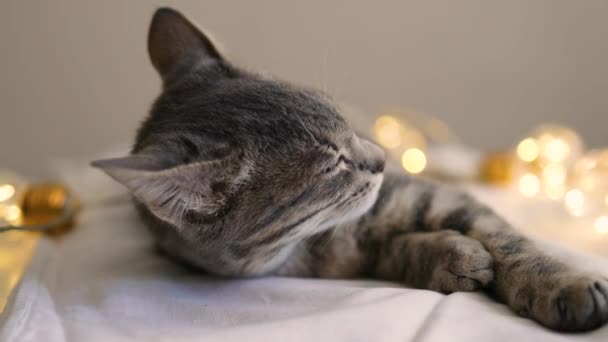 Adorabile gattino grigio a strisce dorme dolcemente con ghirlanda di Natale su tavolo bianco su sfondo grigio parete. — Video Stock