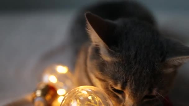 ลูกแมวทับบี้ที่น่ารักเล่นกับการ์แลนด์และริบบิ้นผ้าซาตินสีแดงบนเตียง คอนเซปต์คริสต์มาสและปีใหม่ — วีดีโอสต็อก