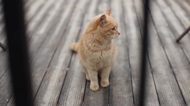 귀엽고 생강 이 많은 고양이 한 마리가 길에 있는 나무판에 앉아 있다. 새끼 고양이는 주위를 주의 깊게 둘러 본다 — 비디오