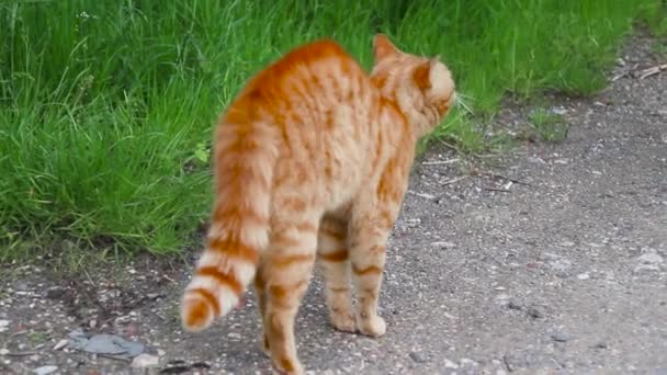 Orange adult scared who created a funny pose while standing in the garden in summer — Stockvideo