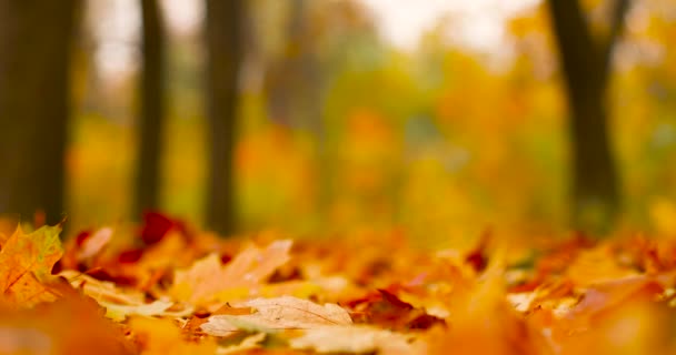 Yellow, orange and red autumn leaves in fall park. Autumn trees landscape, fall season — Stock Video