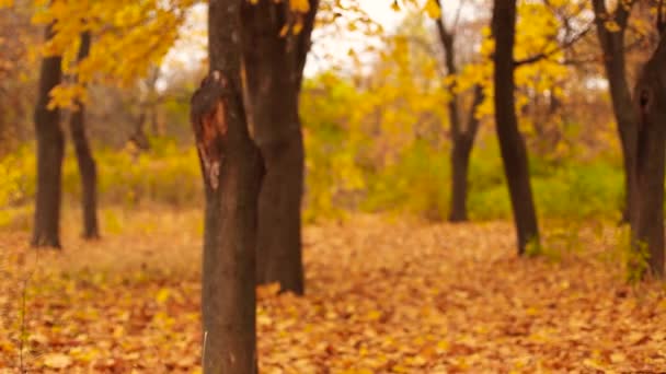 黄色とオレンジ色の葉は木から落ちる。セントラルパークの秋のパノラマ — ストック動画