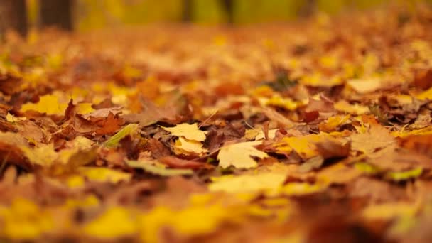 Falling dry yellow, orange autumn leaves in fall park. Autumn trees landscape, fall season — стоковое видео