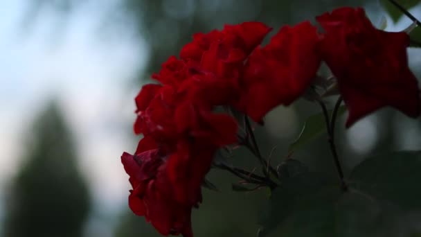 Blühende rote Rosen Blumen im Sommer Garten Frühling Natur blumigen Hintergrund — Stockvideo