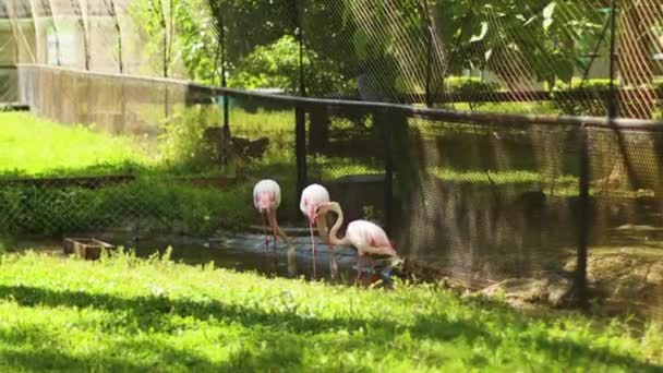 Belle famille d'oiseaux flamants roses boivent de l'eau au zoo de la ville en été — Video