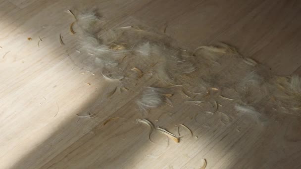 Hairdresser collects haircut blond hair from the floor. Cut hair falling on a floor — Stockvideo