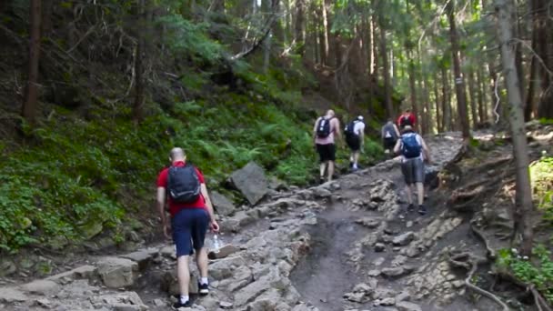 Kasprowy Top, Poland - february 17, 2021: Young people hiking travelers climb uphill over rough terrain. Forest panorama with large stones and cobblestones — Vídeos de Stock