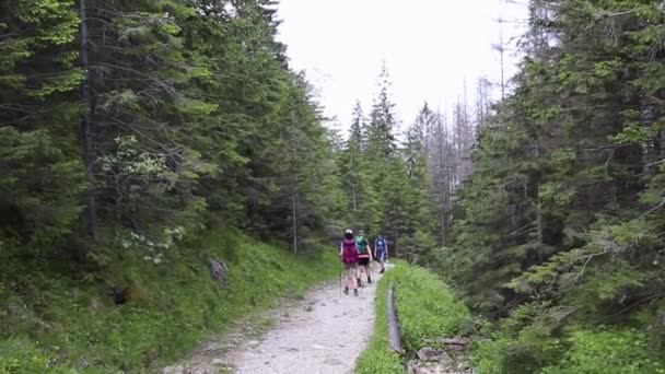 Een menigte toeristen met zware rugzakken loopt over een bospad de berg op. Paar wandelingen door het bos. — Stockvideo