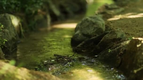 妖精の森の緑の苔で覆われた石の上に透明な水の流れ — ストック動画