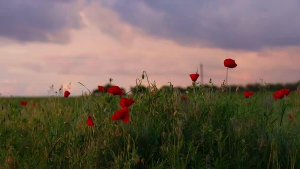 Color summer red poppy flowers swaying in the wind in field against sunset — Wideo stockowe