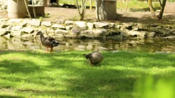 Colourful male duck standing in park with other ducks looking straight ahead. Reserve Askania Nova, Ukraine — Vídeo de Stock