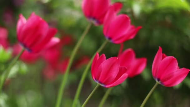 Sahada açan parlak pembe ve sarı laleler. Halk bahçesi, baharda laleler. — Stok video