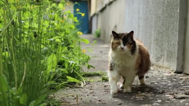 En rädd fluffig tabby katt går längs stigen och vänder plötsligt — Stockvideo