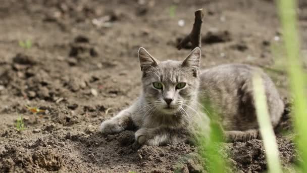 Χαριτωμένο γκρι χνουδωτή γάτα με πράσινα μάτια βρίσκεται στο έδαφος και κοιτάζει κάμερα στον κήπο άνοιξη, αστεία κατοικίδια ζώα — Αρχείο Βίντεο