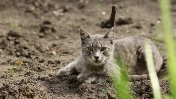 Söt grå fluffig katt med gröna ögon ligger på marken och tittar på kameran i vårträdgården, roliga husdjur — Stockvideo