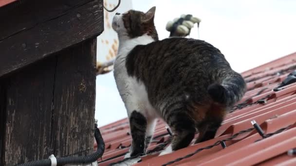 Очаровательный серо-белый кот ходит по крыше старого дома — стоковое видео