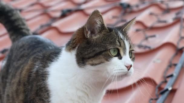 Adorável gato branco cinza caminha no telhado de um edifício — Vídeo de Stock