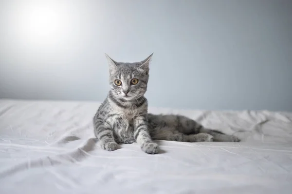 Schöne Katze Die Hause Auf Dem Bett Liegt Kätzchen Die — Stockfoto