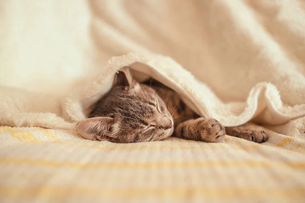 可爱的条纹灰猫睡在沙发上 沙发上铺着一条白色针织毛毯 — 图库照片