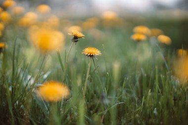Sarı karahindibalı yeşil alan. Yazın başında doğa çiçekleri. Romantik manzara manzarası, kopyalama alanı.