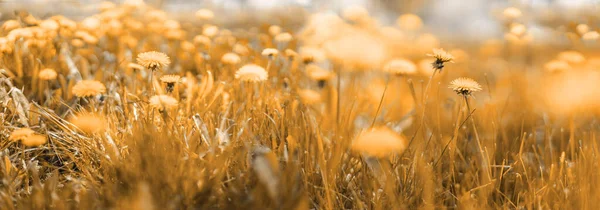 Campo Verde Primavera Con Dientes León Amarillos Día Soleado Paisaje — Foto de Stock