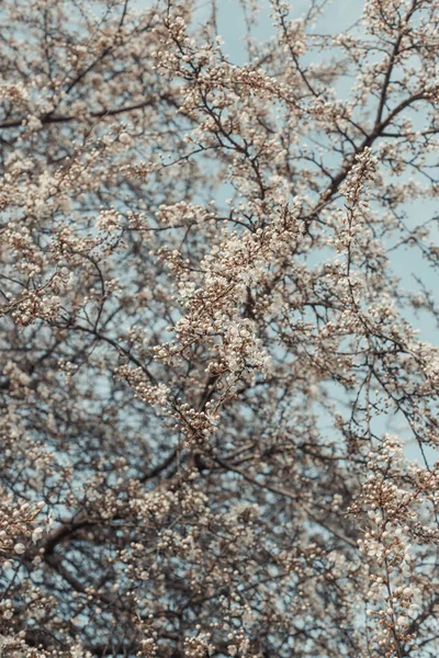 Minimal spring nature scene with white blossoming cherry blossom tree buds in sunlight. Abstract blurred web banner background. Soft selective focus