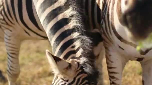 Zebras stehen in der prallen Sonne der heißen Savanne. Afrikanische Safari — Stockvideo