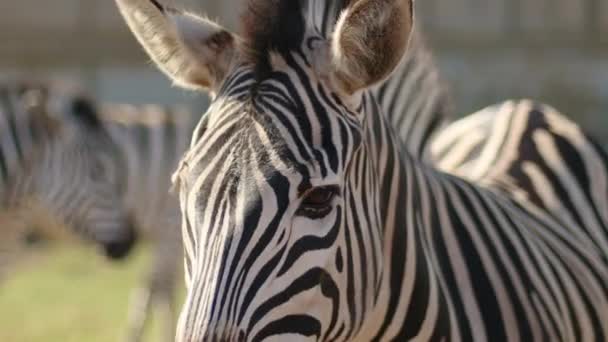 Africké zebry stojí na jasném slunci v horké savaně. Africké safari — Stock video