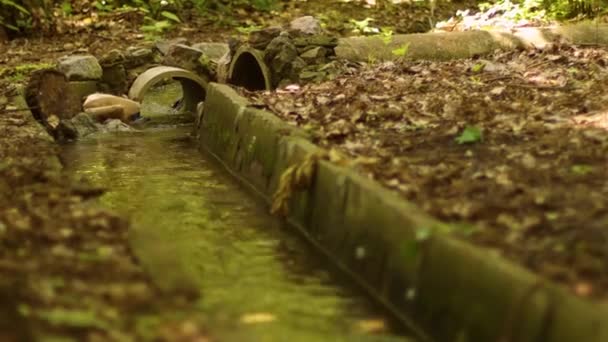 透明な水で小さなストリーム。苔に覆われた緑の森の中を流れる水. — ストック動画