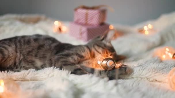 World Pet Day. An adorable little gray tabby kitten with a bright Christmas glowing garland of lights lies on the bed in the living room. Merry christmas surprise gift boxes on background — Stock Video