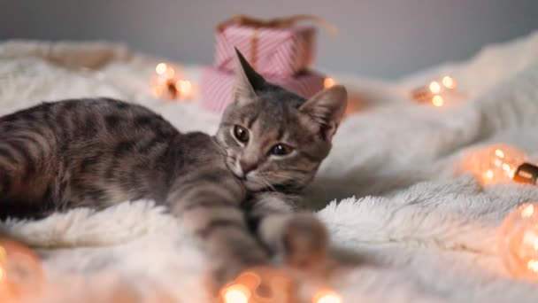 회색 고양이가 일어나서 누워 방에 하얀 침구를 깔고 기른다. 침대 위의 밝은 빛 복장 — 비디오