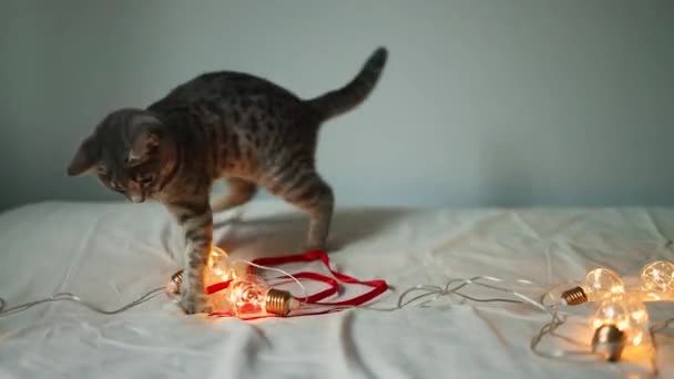 Fluffy gato gatito gris jugando en un blanco manta con un gerland luces. — Vídeos de Stock