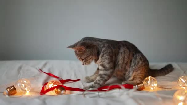 Αξιολάτρευτο tabby γατάκι παίζει με κόκκινη κορδέλα και φως γιρλάντα σε λευκό κρεβάτι — Αρχείο Βίντεο