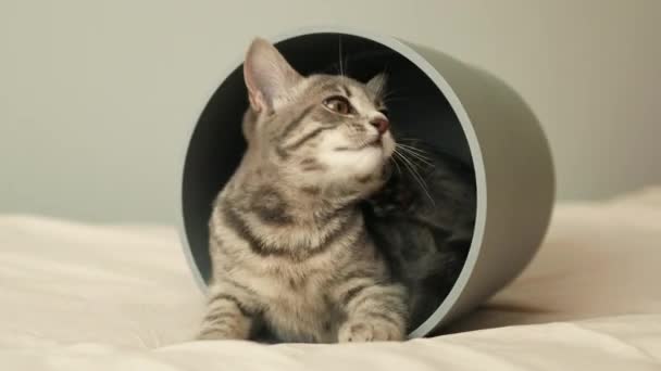 Adorable gray little cat scratching itself sitting in a flower pot on a bed in the house — Stock Video