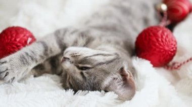 4K gevşek çizgili gri kedi yavrusu yatakta yatıyor. Noel tatili geçmişi. Dünya Evcil Hayvan Günü.