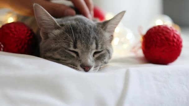 Relaxed striped gray tabby kitten lies in bed. The hostess gently strokes her cat on the fur. Christmas holidays background. World Pet Day. — Stock Video