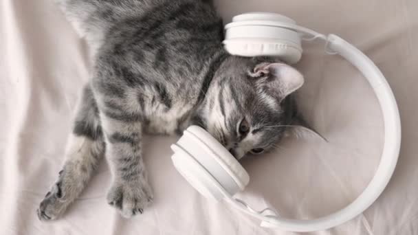 4k chat chaton tabby gris rayé relaxé écoutant de la musique dans un casque sur lit blanc. Concept d'humeur festive — Video