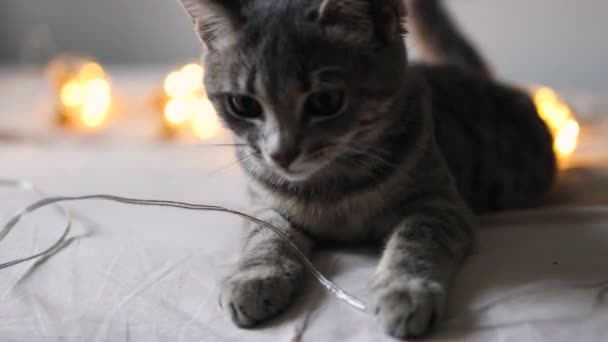 Cute little grey tabby kotek bawi się girlandą i czerwoną satynową wstążką na łóżku. Koncepcja Bożego Narodzenia i Nowego Roku — Wideo stockowe