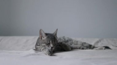 Tekir kedicik kanepede dinleniyor. Pençe yalıyor, kedi yıkıyor ve yatakta kalıyor.
