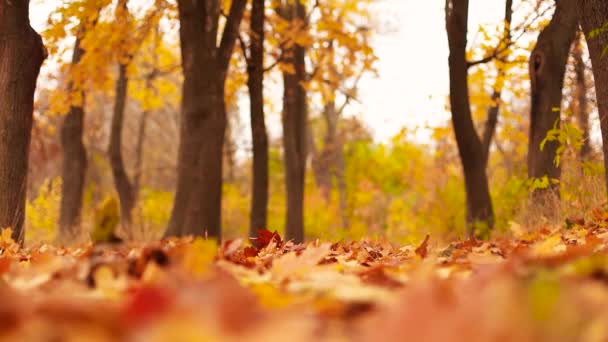 Güneşli sonbahar gününde ağaçlardan düşen renkli yapraklar. — Stok video