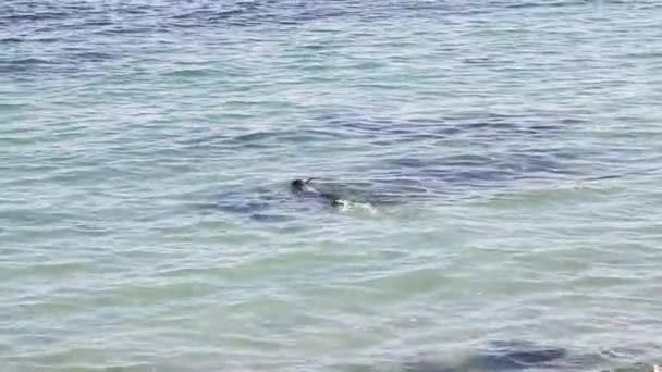 Szigonyhalászpuskát tartó szigonyhalász tiszta vízben úszik a tengeren. — Stock videók