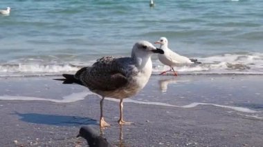 Martı okyanusun kumlu kıyısı boyunca yürür. Güzel deniz ufku