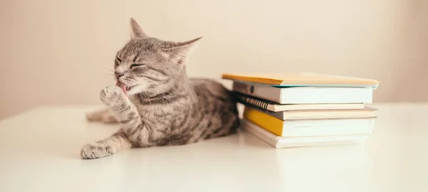 Back School Tabby Gray Kitten Washes Its Paws While Lying — Stock Photo, Image