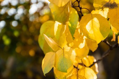 Şehir parkında güneşli bir havada arka planda sarı huş yaprakları olan sonbahar arkaplanı