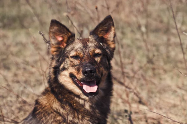Dili Dışarı Çıkmış Sevimli Oynak Kahverengi Köpek Yoksa Parkta Güneşlenen — Stok fotoğraf