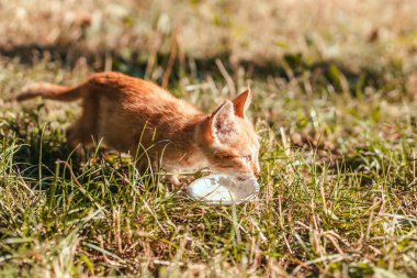 Sevimli bir kızıl kedi yavrusunun portresi yazın dışarıda süt yiyor. Şehir parkında çimlerde gezen kızıl kedili çocuk..