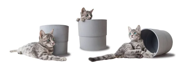 Entzückende Kätzchen Auf Weißem Hintergrund Collage Schönes Haustier — Stockfoto